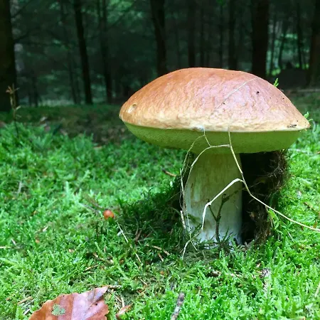 Auszeit-eifel Eifelhaus 