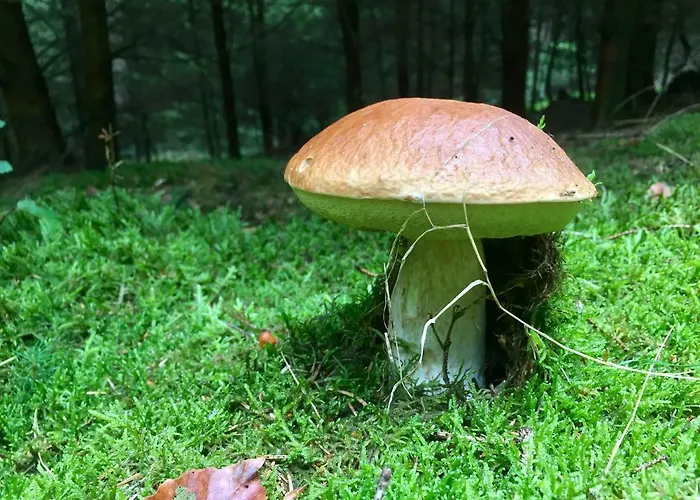 Auszeit-eifel Eifelhaus 